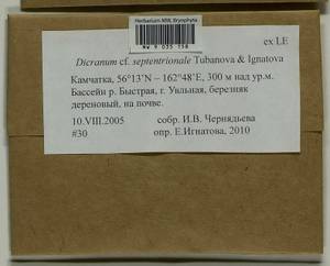 Dicranum septentrionale Tubanova & Ignatova, Bryophytes, Bryophytes - Chukotka & Kamchatka (B21) (Russia)