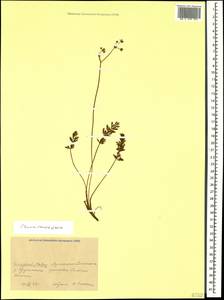 Carum caucasicum (M. Bieb.) Boiss., Caucasus, Krasnodar Krai & Adygea (K1a) (Russia)