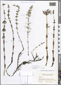 Equisetum sylvaticum L., Eastern Europe, North-Western region (E2) (Russia)