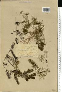 Ceratophyllum submersum L., Eastern Europe, Central forest-and-steppe region (E6) (Russia)