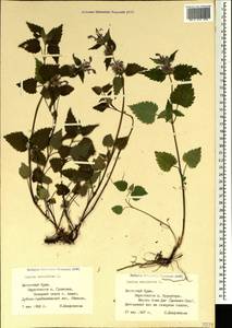 Lamium maculatum (L.) L., Crimea (KRYM) (Russia)
