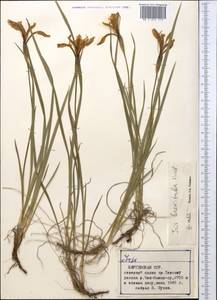 Iris ruthenica subsp. brevituba (Maxim.) Doronkin, Middle Asia, Northern & Central Tian Shan (M4) (Kyrgyzstan)