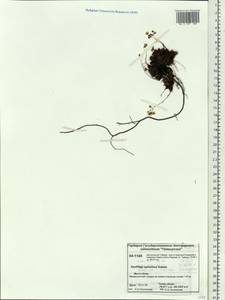 Saxifraga bronchialis subsp. bronchialis, Siberia, Central Siberia (S3) (Russia)