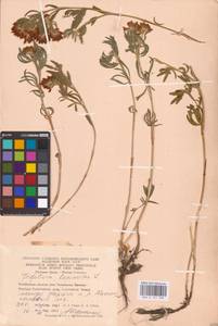 Trifolium lupinaster L., Eastern Europe, Eastern region (E10) (Russia)