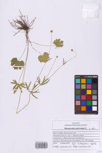Ranunculus auricomus L., Eastern Europe, Middle Volga region (E8) (Russia)