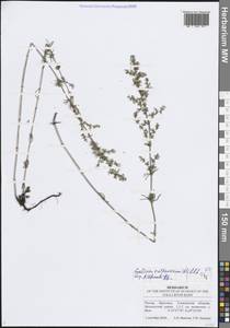 Galium ruthenicum Willd., Eastern Europe, Middle Volga region (E8) (Russia)