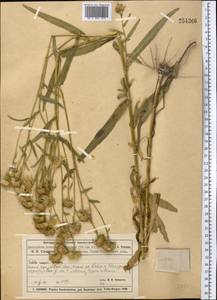 Pentanema caspicum (F. K. Blum ex Ledeb.) G. V. Boiko, Korniy. & Mosyakin, Middle Asia, Muyunkumy, Balkhash & Betpak-Dala (M9) (Kazakhstan)