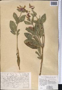 Salvia bucharica Popov, Middle Asia, Pamir & Pamiro-Alai (M2) (Uzbekistan)