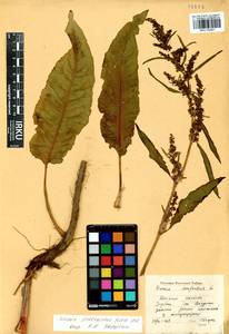 Rumex aquaticus L., Siberia, Baikal & Transbaikal region (S4) (Russia)