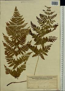 Dryopteris expansa (C. Presl) Fraser-Jenk. & Jermy, Eastern Europe, Volga-Kama region (E7) (Russia)