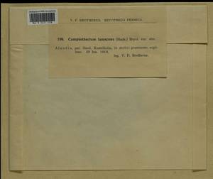 Homalothecium lutescens (Hedw.) H. Rob., Bryophytes, Bryophytes - Western Europe (BEu) (Finland)