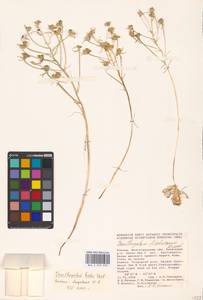 Ornithogalum orthophyllum subsp. kochii (Parl.) Zahar., Eastern Europe, Lower Volga region (E9) (Russia)