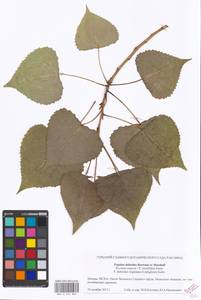 Populus deltoides, Eastern Europe, Moscow region (E4a) (Russia)