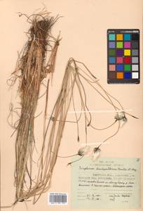 Eriophorum brachyantherum Trautv. & C.A.Mey., Siberia, Chukotka & Kamchatka (S7) (Russia)