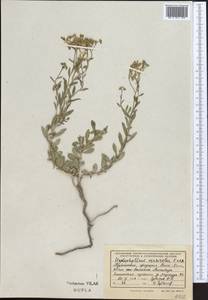 Haplophyllum versicolor Fisch. & C. A. Mey., Middle Asia, Kopet Dag, Badkhyz, Small & Great Balkhan (M1) (Turkmenistan)