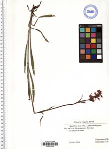 Viscaria vulgaris Röhl., Eastern Europe, Eastern region (E10) (Russia)