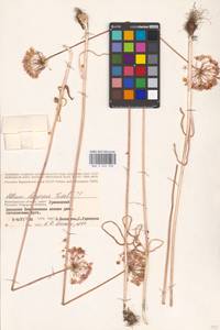 Allium decipiens Fisch. ex Schult. & Schult.f., Eastern Europe, Lower Volga region (E9) (Russia)