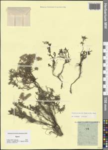 Thymus kosteleckyanus Opiz, Crimea (KRYM) (Russia)