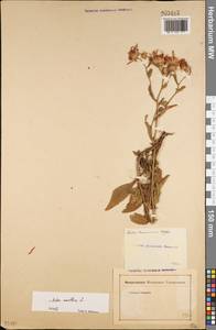 Aster amellus L., Eastern Europe, Rostov Oblast (E12a) (Russia)