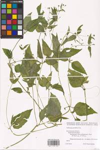 Galinsoga parviflora Cav., Eastern Europe, Central forest-and-steppe region (E6) (Russia)