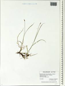 Carex anthoxanthea J.Presl & C.Presl, Siberia, Chukotka & Kamchatka (S7) (Russia)