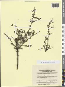 Spiraea crenata L., Caucasus, Abkhazia (K4a) (Abkhazia)
