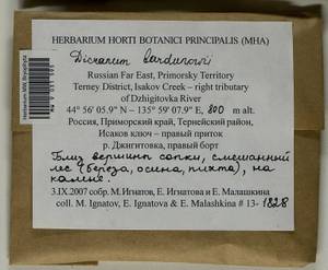 Dicranum bardunovii Tubanova & Ignatova, Bryophytes, Bryophytes - Russian Far East (excl. Chukotka & Kamchatka) (B20) (Russia)