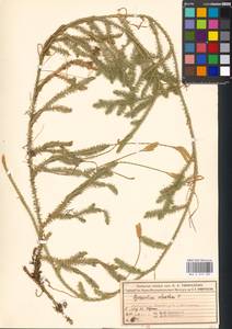 Lycopodium clavatum L., Eastern Europe, Moscow region (E4a) (Russia)