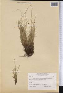 Carex arctogena Harry Sm., America (AMER) (Greenland)