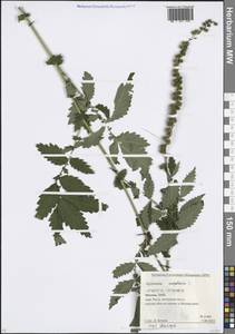 Agrimonia eupatoria L., Eastern Europe, Moscow region (E4a) (Russia)