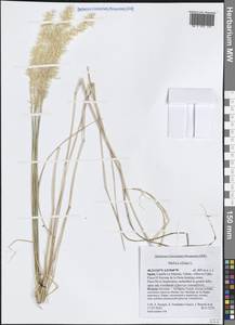 Melica ciliata L., Western Europe (EUR) (Spain)