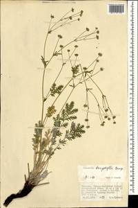 Potentilla sericea L., Mongolia (MONG) (Mongolia)