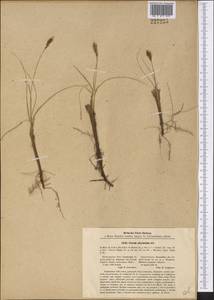 Carex physodes M.Bieb., Middle Asia, Karakum (M6) (Turkmenistan)