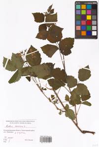 Rubus caesius L., Eastern Europe, North-Western region (E2) (Russia)