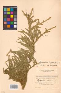 Lycopodium clavatum L., Siberia, Russian Far East (S6) (Russia)