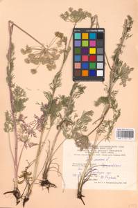 Seseli annuum L., Eastern Europe, Moscow region (E4a) (Russia)