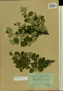 Cotoneaster melanocarpus G. Lodd., Eastern Europe, Lower Volga region (E9) (Russia)