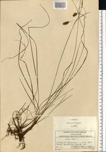 Carex limosa L., Eastern Europe, Moscow region (E4a) (Russia)