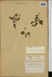 Plantago major L., Western Europe (EUR) (Germany)