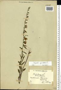 Campanula rapunculoides L., Eastern Europe, North Ukrainian region (E11) (Ukraine)