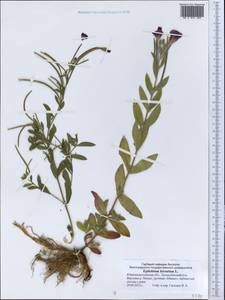 Epilobium hirsutum L., Middle Asia, Syr-Darian deserts & Kyzylkum (M7) (Kazakhstan)