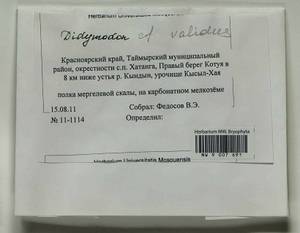 Didymodon validus Limpr., Bryophytes, Bryophytes - Krasnoyarsk Krai, Tyva & Khakassia (B17) (Russia)
