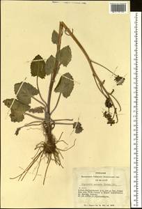 Vickifunkia robusta (Ledeb.) C. Ren, L. Wang, I. D. Illar. & Q. E. Yang, Siberia, Altai & Sayany Mountains (S2) (Russia)