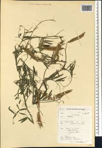 Lathyrus clymenum L., Africa (AFR) (Morocco)
