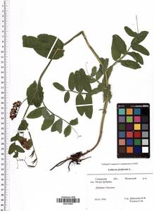 Lathyrus pisiformis L., Eastern Europe, Middle Volga region (E8) (Russia)