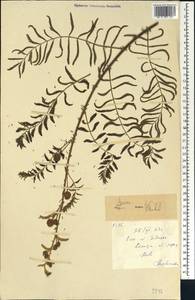 Acacia, Africa (AFR) (Mali)