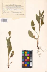Solidago virgaurea subsp. minuta (L.) Arcang., Eastern Europe, West Ukrainian region (E13) (Ukraine)