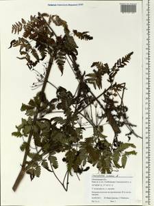 Chaerophyllum aureum L., Eastern Europe, Moscow region (E4a) (Russia)