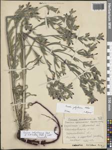 Onosma polychroma Klokov, Eastern Europe, Lower Volga region (E9) (Russia)