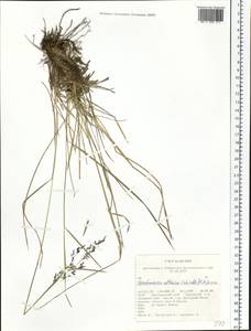 Deschampsia cespitosa subsp. cespitosa, Siberia, Altai & Sayany Mountains (S2) (Russia)